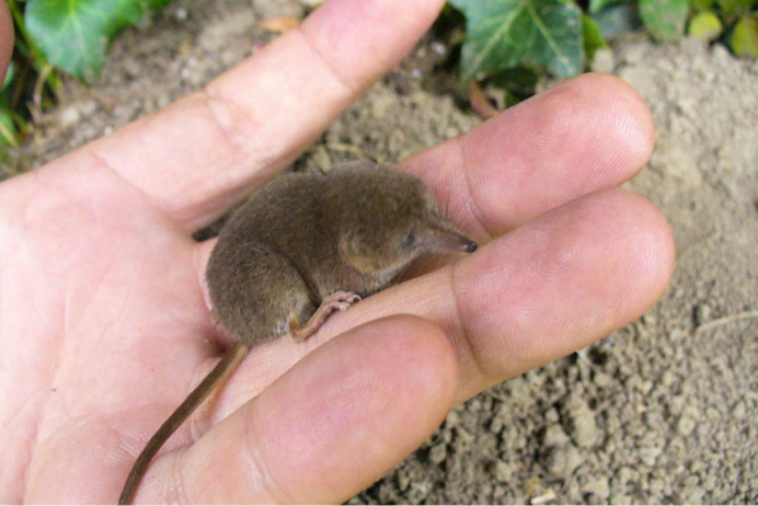 Карликовая выдровая землеройка