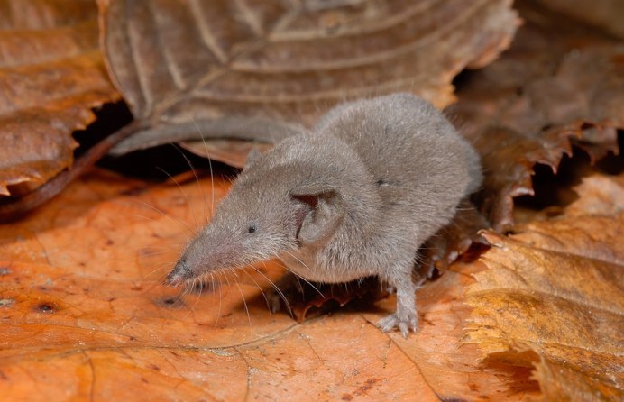 Гигантская бурозубка Уссурийский заповедник