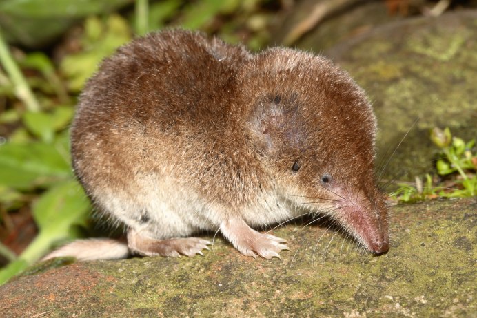 Suncus Etruscus (землеройка)