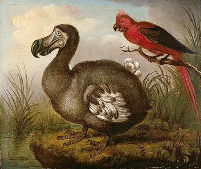 Дронт Raphus cucullatus