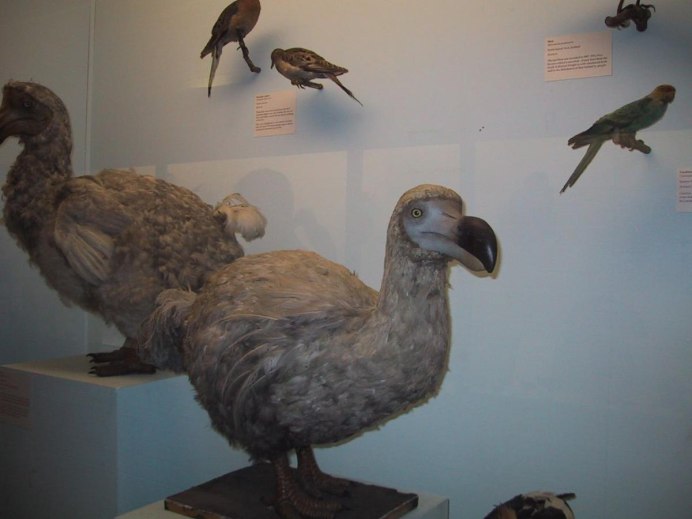 Дронт Raphus cucullatus