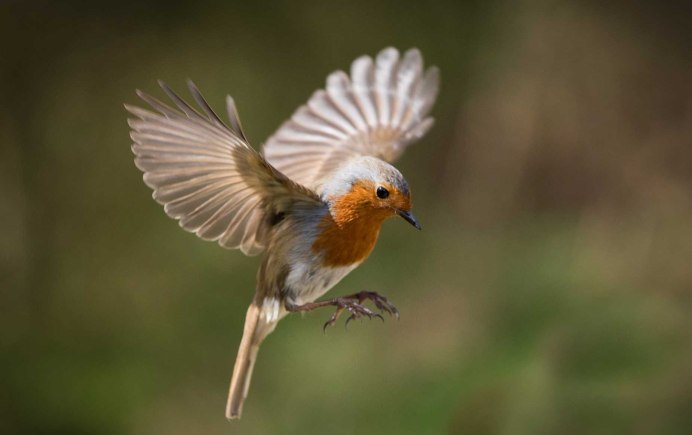 Горина Колибри