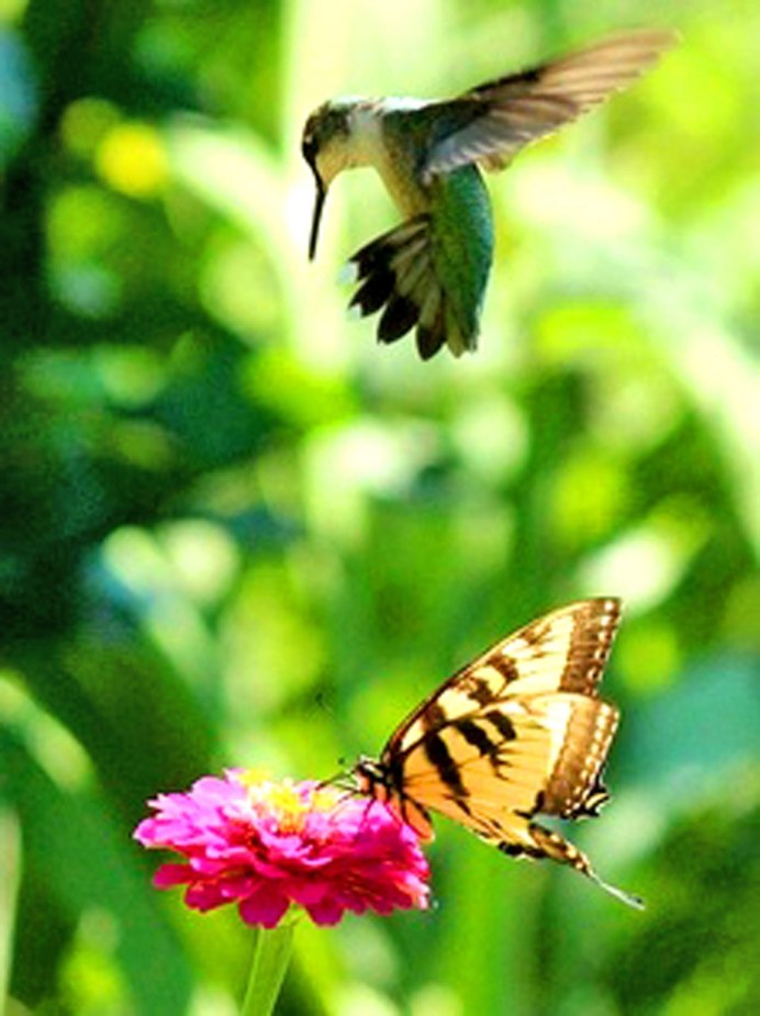 Взмах крыльев голубя