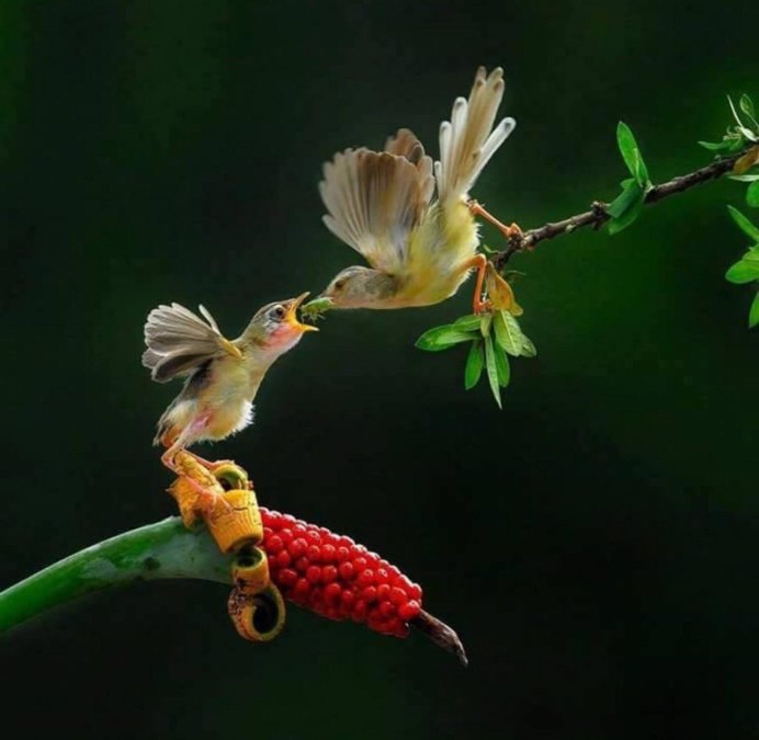 Пуэрториканский изумрудный Колибри