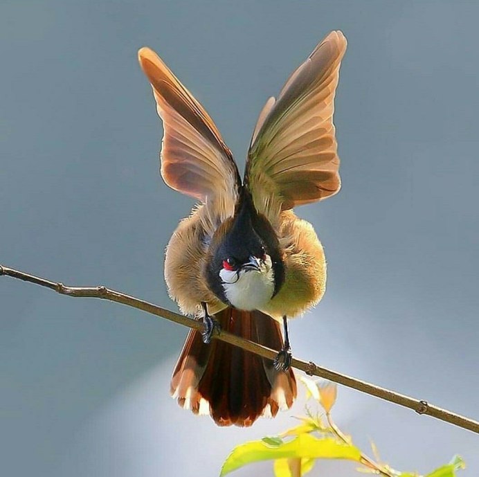 Бражник Крымский Колибри