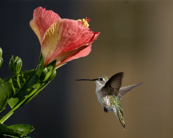 Краснохвостый Колибри