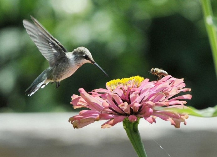 Порхающая птица