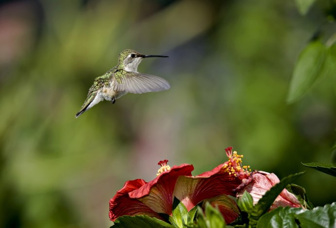 Колибри опылители