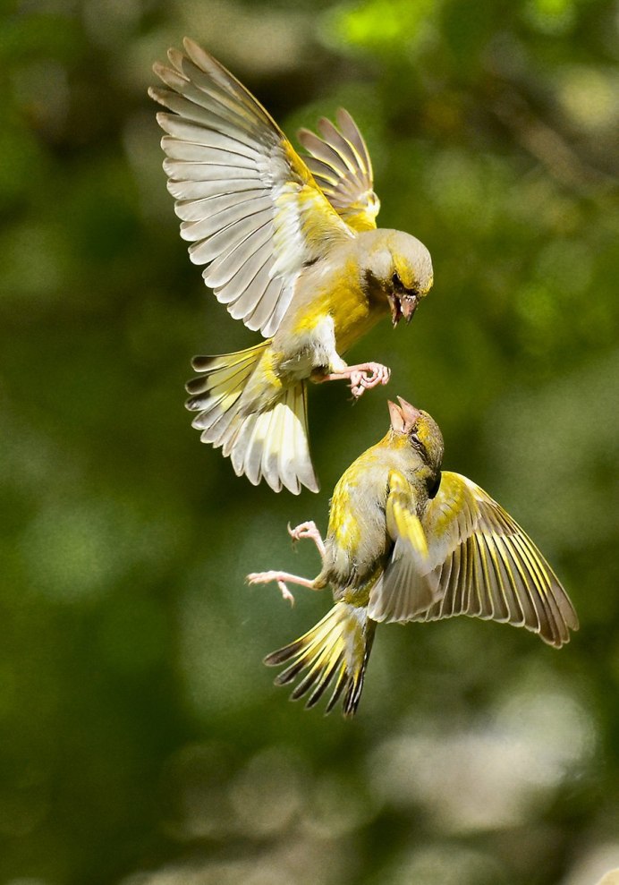 Чудесная птица