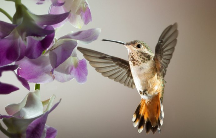 Птица в полете