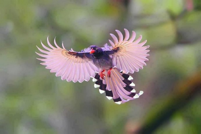 Колибри Шмель