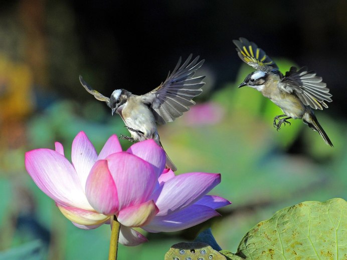 Красивая птица в полете