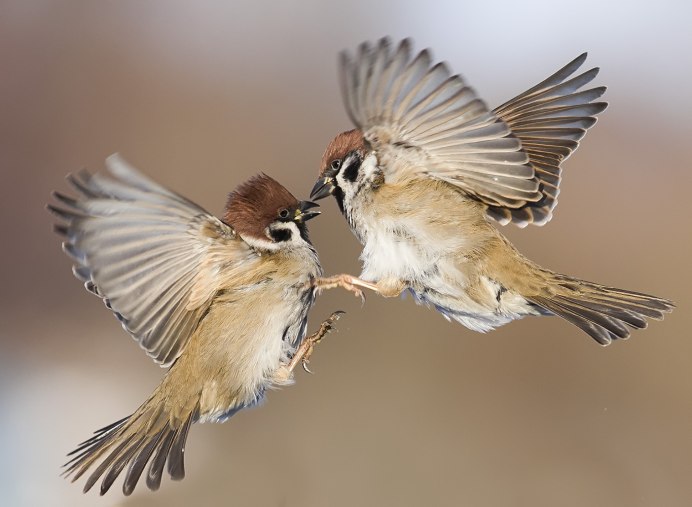 Птичка в полете