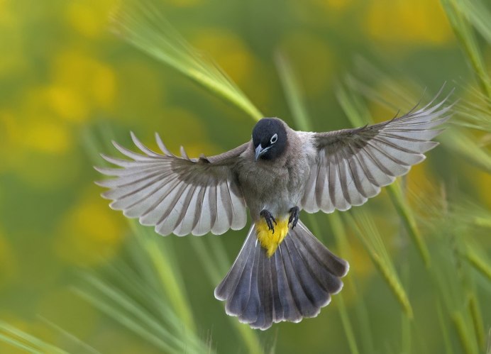 Птичка Колибри