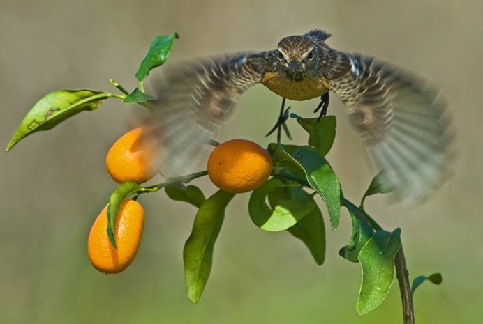 Синица размах крыльев