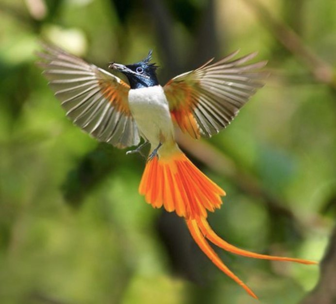 Колибри тропики