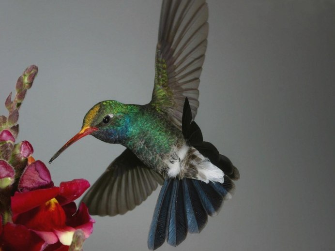 Летние птички