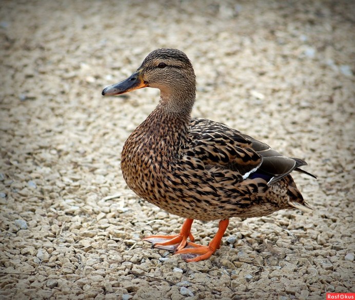 Утки на пенсии