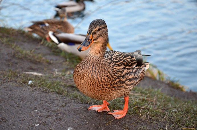 Пеганка обыкновенная