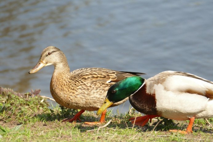 Красноголовый крохаль