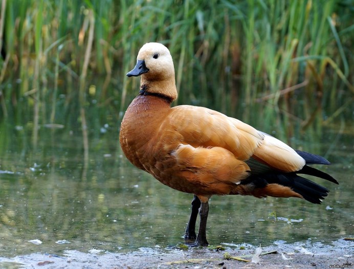 Хахаль утка