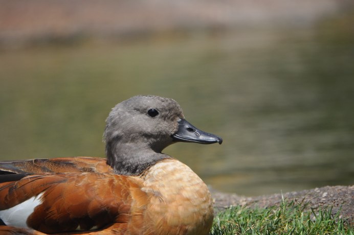 Серая утка селезень