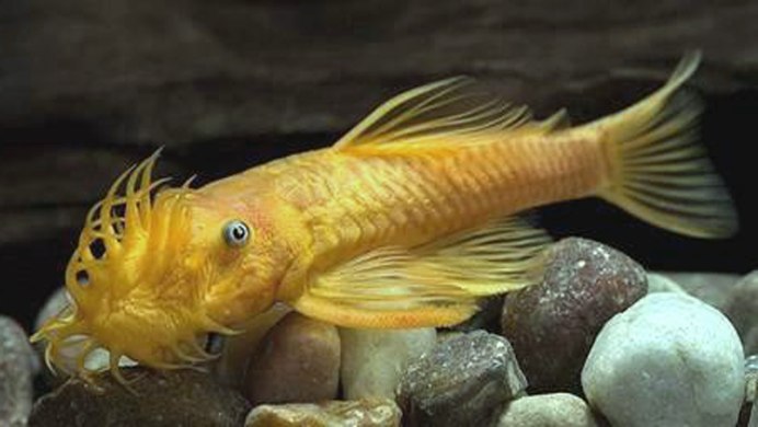 Ancistrus dolichopterus White