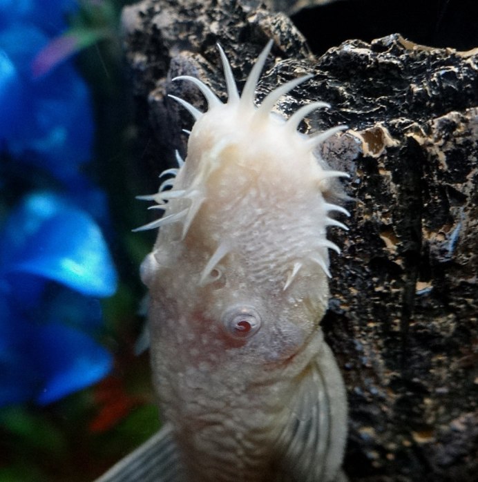 Ancistrus SP. L144