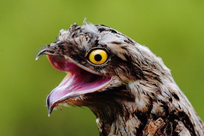 Исполинский козодой