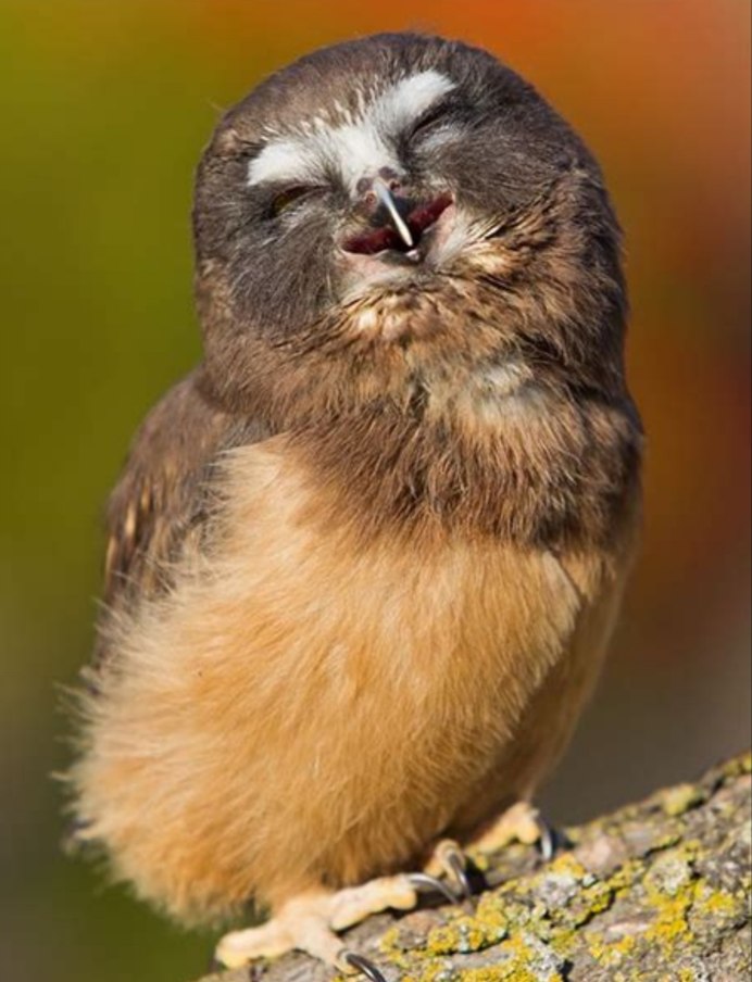 Важная птица