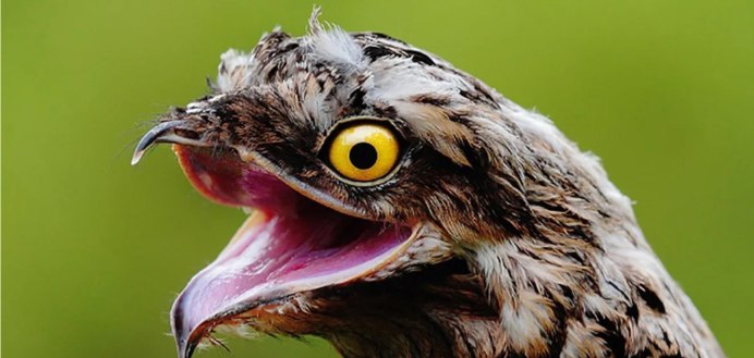 Козодой птица