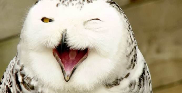 Совята спят