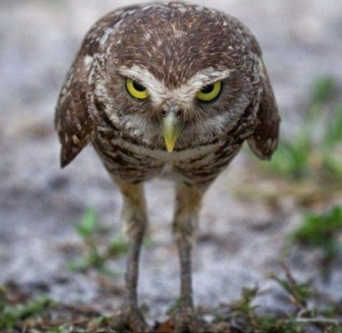 Сова улыбается