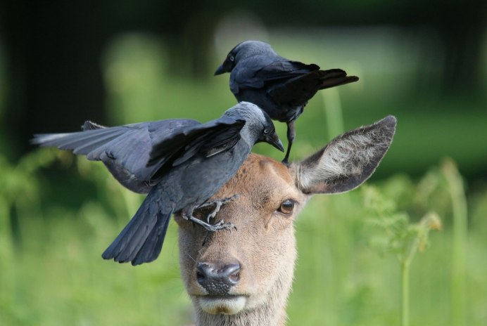 Иглоногая Сова