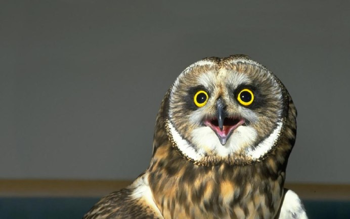 Забавные животные и птицы