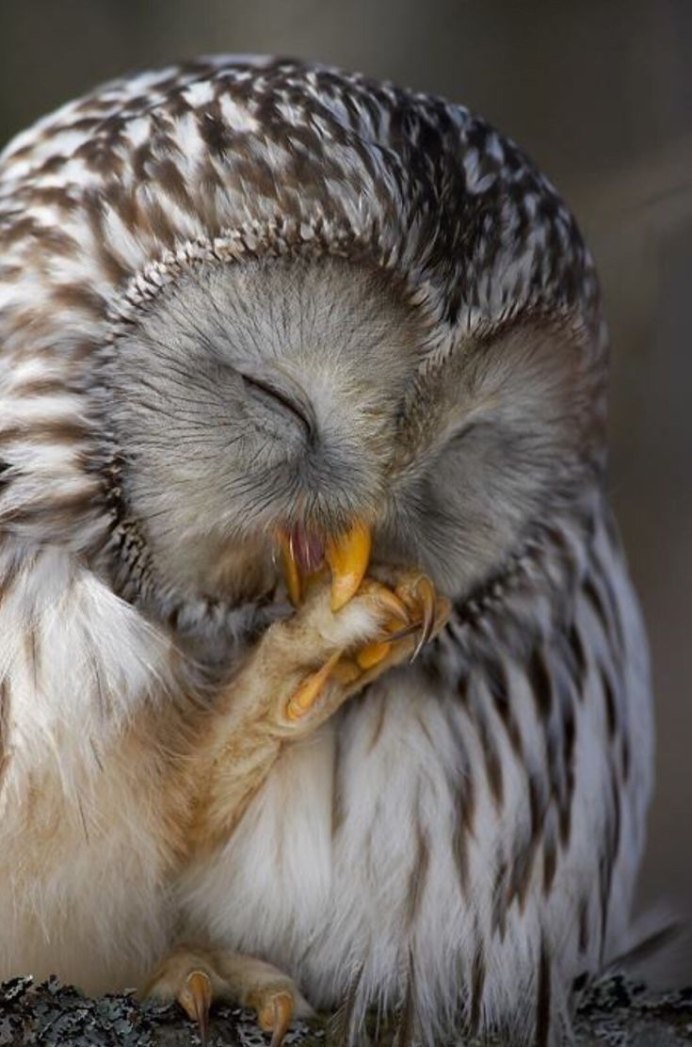 Североамериканская совка