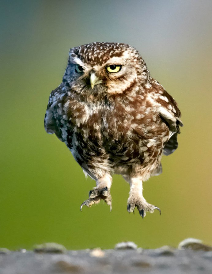 Удивленный взгляд Совы