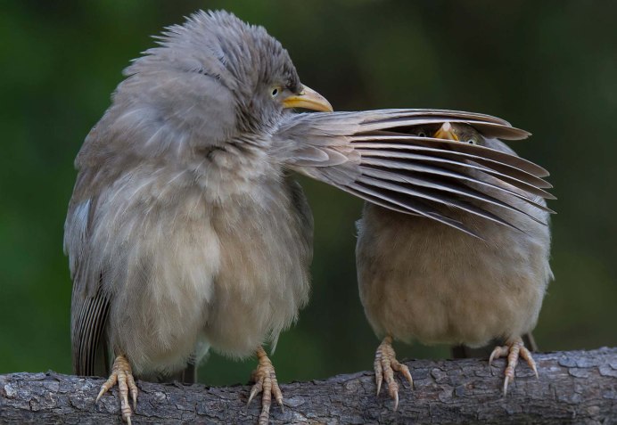 Это тоже птица