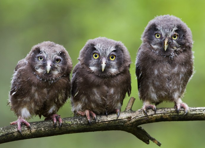 Сова сипуха улыбается