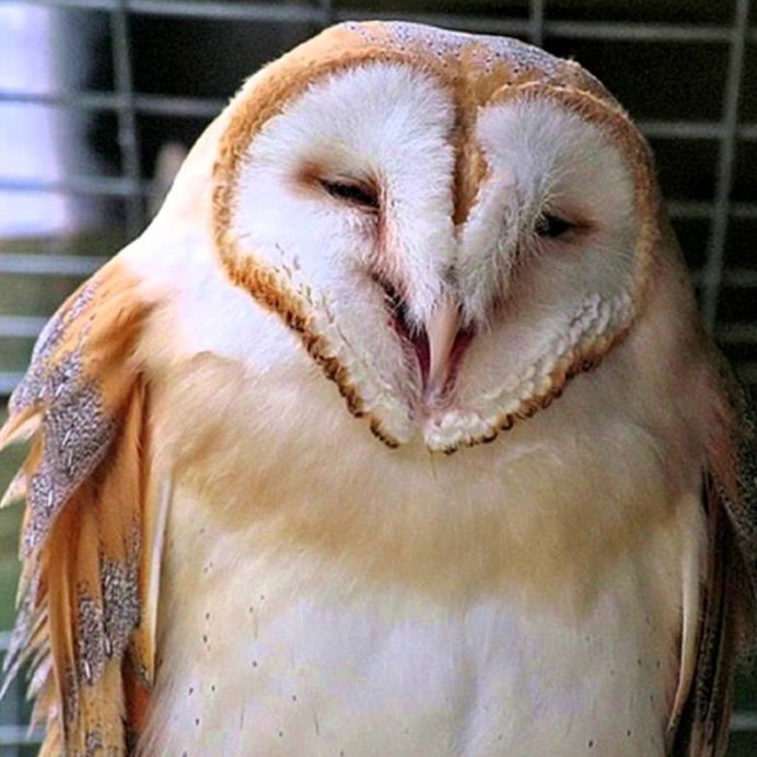 Прикольные птички