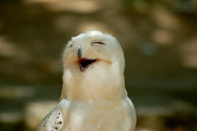 Смех птицы кукабарры