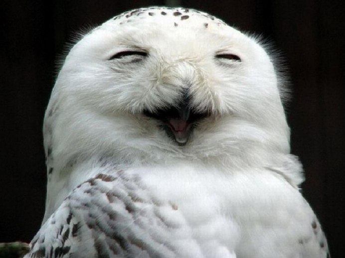 Смешные Совы