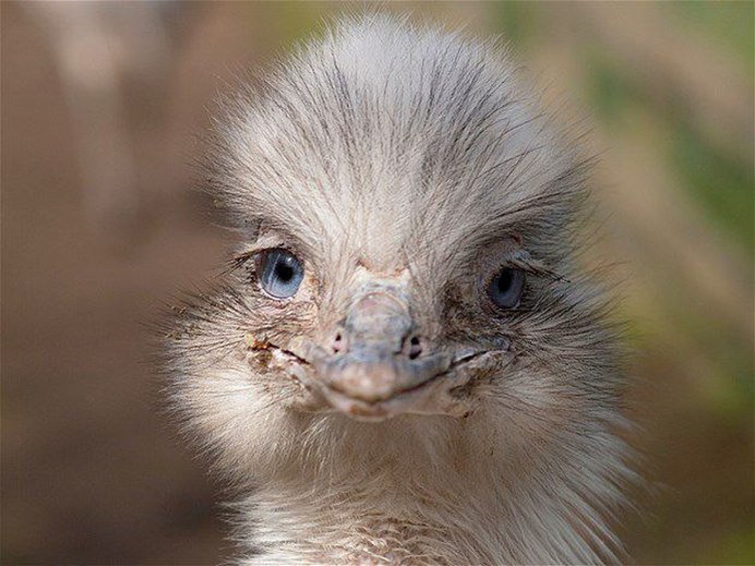 Сова Басик неясыть