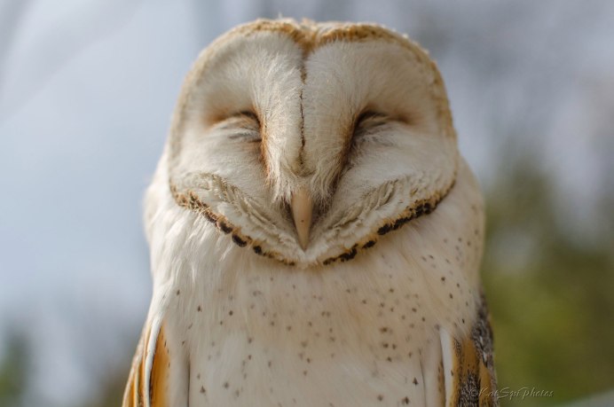 Смешные птицы