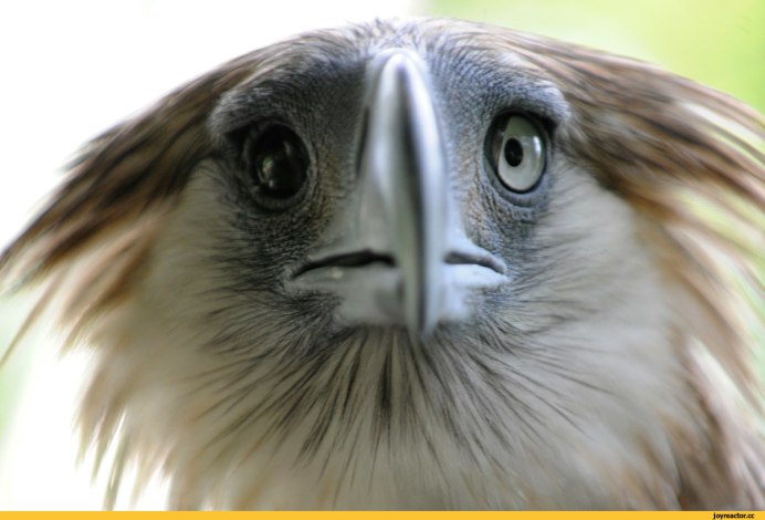 Мохноногий Сыч птенец