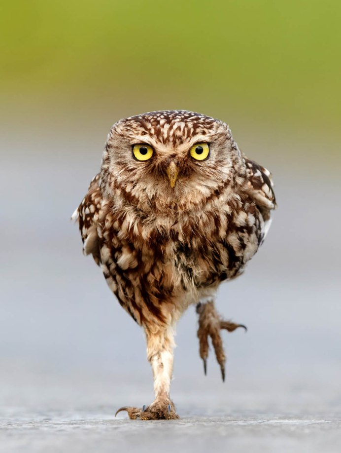 Филин Сова неясыть