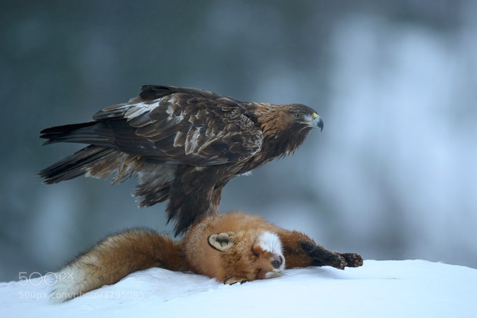 Коршун нападает
