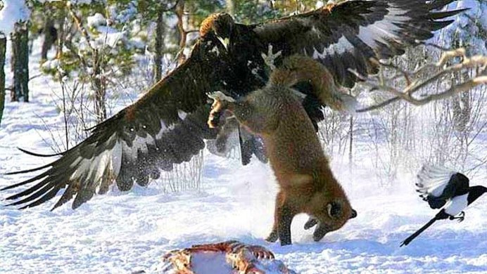 Owl catch Cat