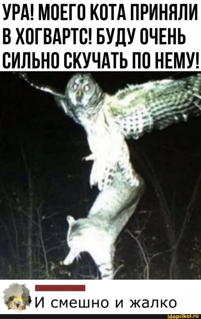 Большая хищная птица в Новосибирске