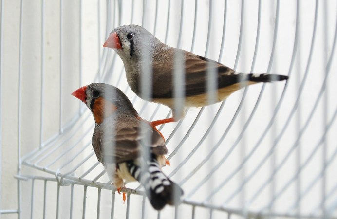 Зебровые амадины самец и Самара